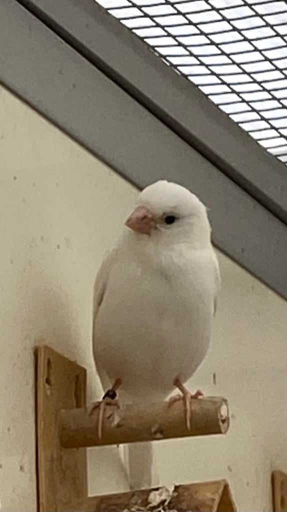 Te koop drie mannen kanaries 2026, Dieren en Toebehoren, Vogels | Kanaries, Mannelijk, Kleurkanarie