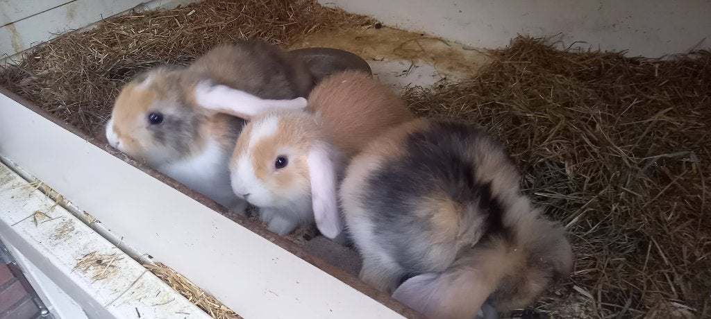 Jonge minilop en Jonge cavia s, Dieren en Toebehoren, Konijnen, Meerdere dieren, Klein, Hangoor, 0 tot 2 jaar