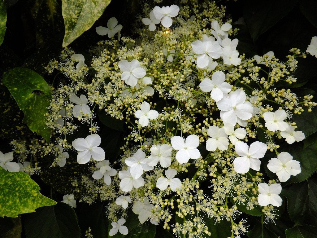 Restpartij 10 stuks Klimhortensia 100 euro, Volle zon, Vaste plant, Ophalen of Verzenden, Klimplanten