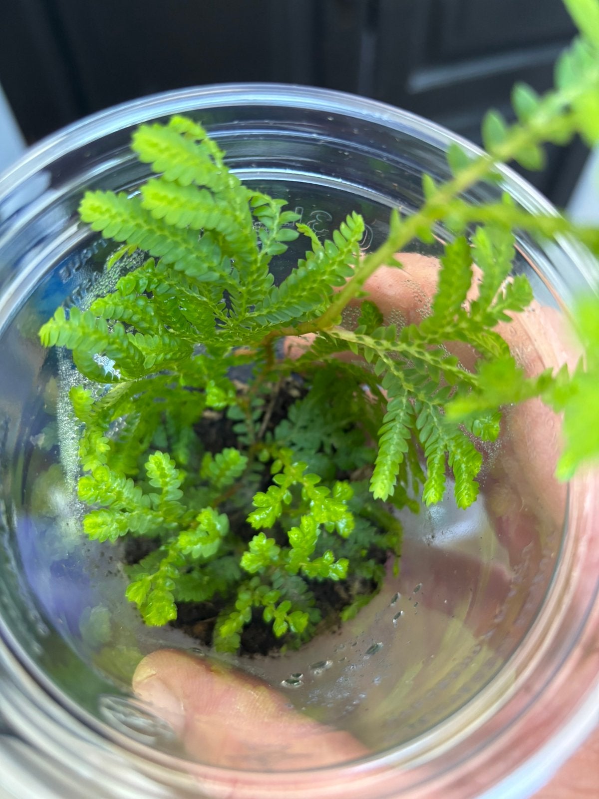 Terrariumplant Selaginella plana, Ophalen of Verzenden, Halfschaduw, Minder dan 100 cm