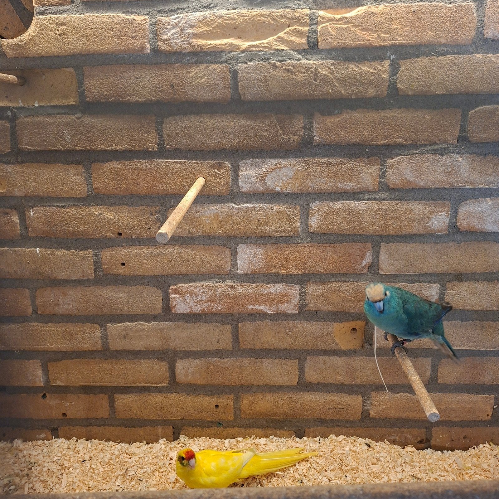 kakariki koppel, Meerdere dieren, Parkiet, Geringd