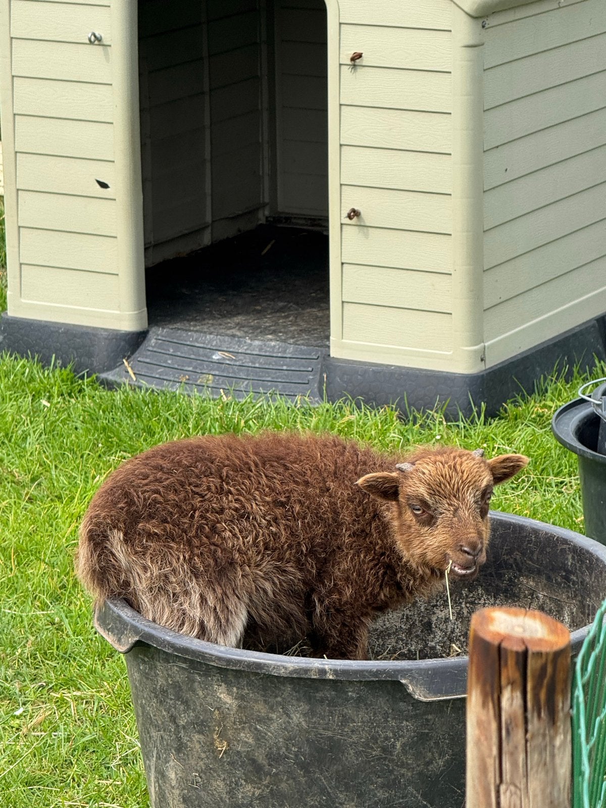 Tam ouessant ram lam caramelkleur, Mannelijk, Schaap