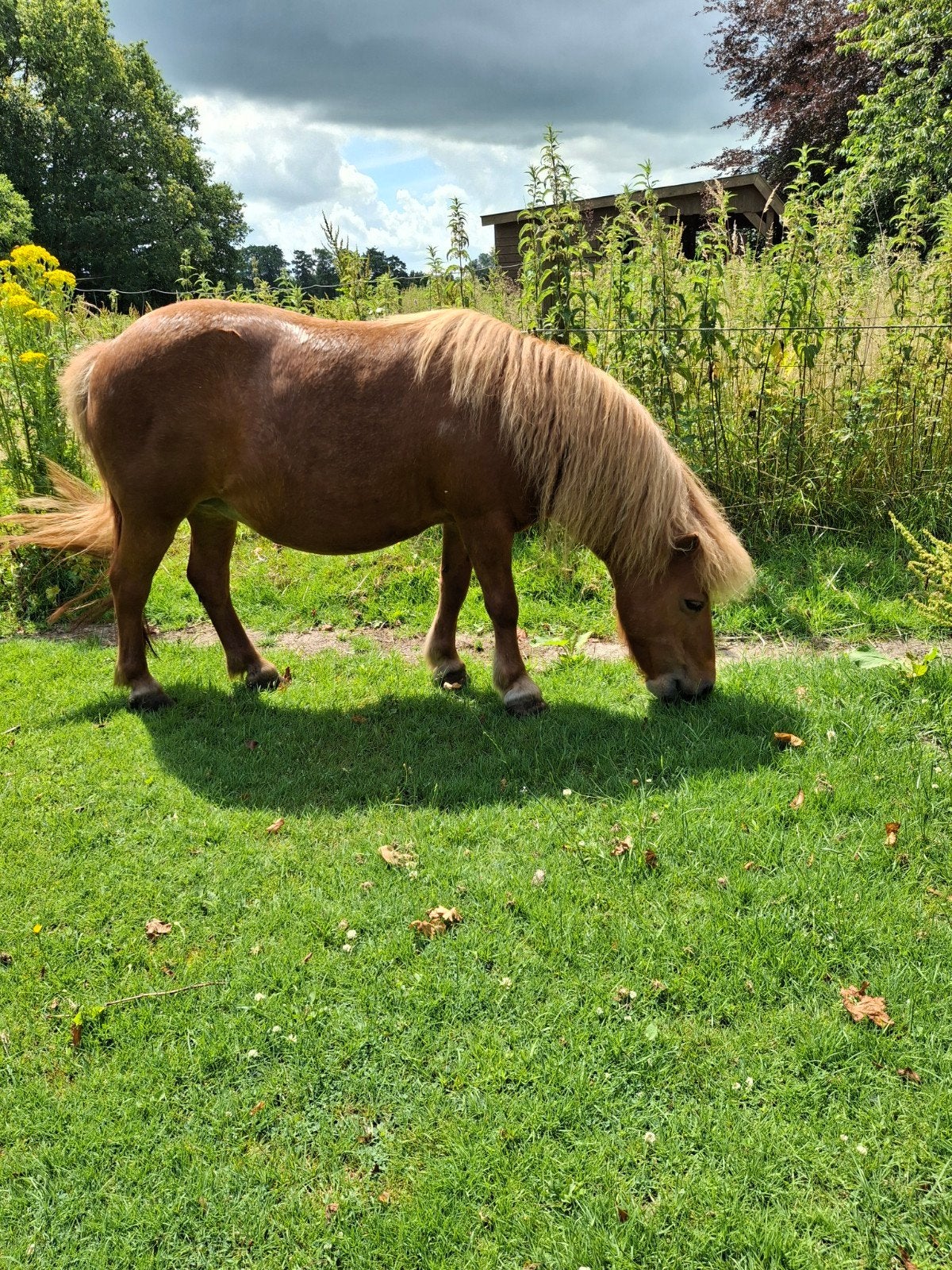 Shetland pony stamboek  18 jaar. Merrie, Dieren en Toebehoren, Pony's, Merrie, A pony (tot 1.17m), 11 jaar of ouder