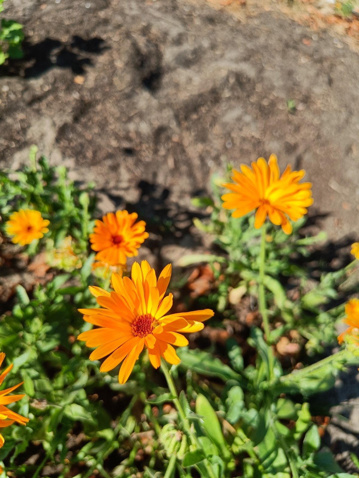 Zaden Goudsbloem - Calendula Officinalis BIO, Ophalen of Verzenden, Volle zon