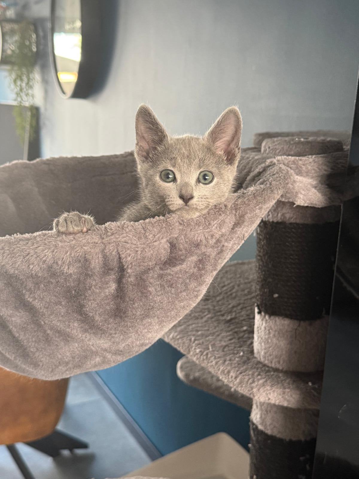 Blauwe rus kittens met stamboom, Dieren en Toebehoren, Katten en Kittens | Raskatten | Korthaar, Meerdere dieren, 0 tot 2 jaar