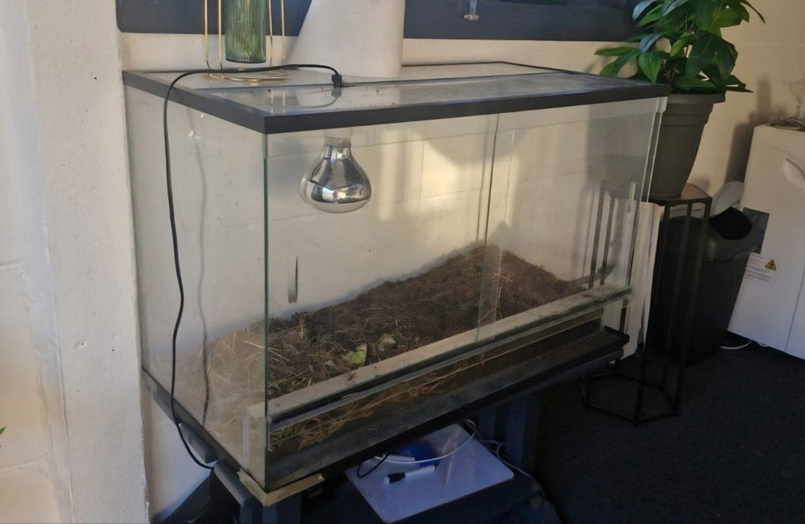 Terrarium binnen verblijf, Ophalen