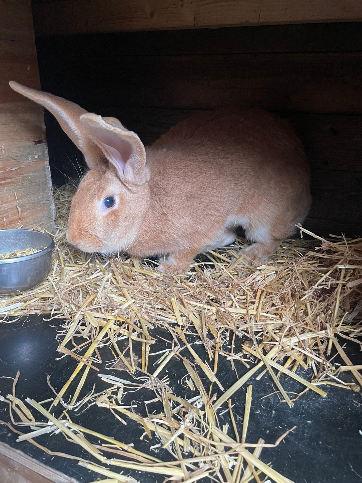 Mooie gele vlaamse reus voedster, Dieren en Toebehoren, Konijnen, Vrouwelijk, Groot
