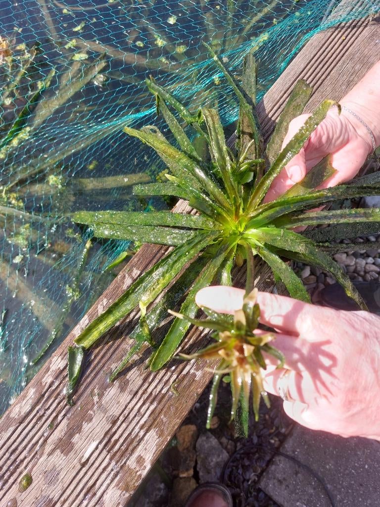 Krabbescheer en andere waterplanten voor vijver, Ophalen, Volle zon, Vaste plant, Zomer