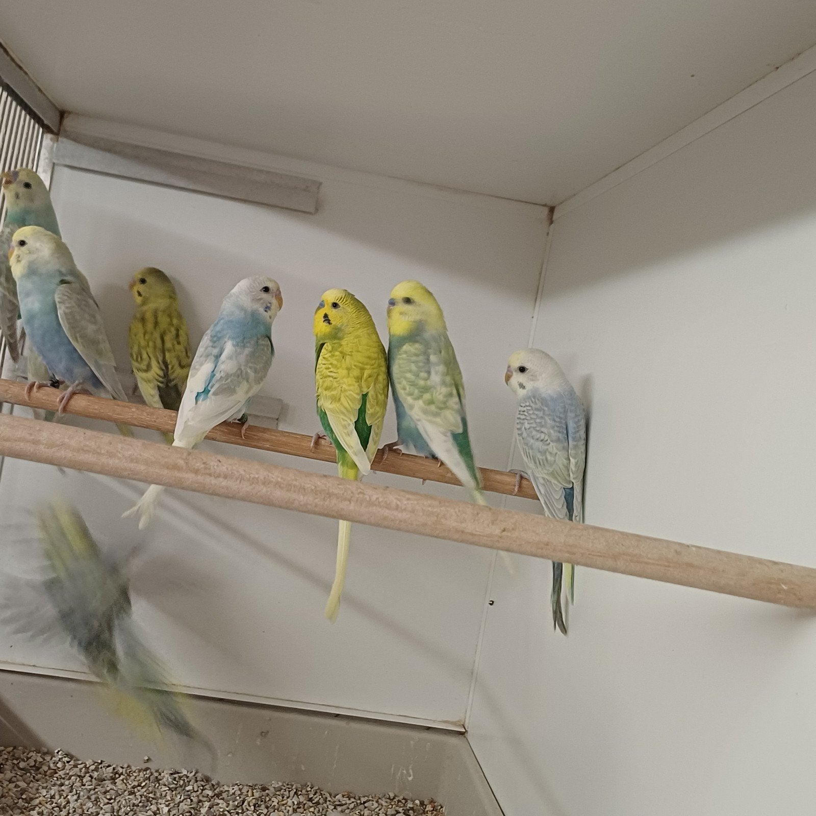 Mooie koppels grasparkieten