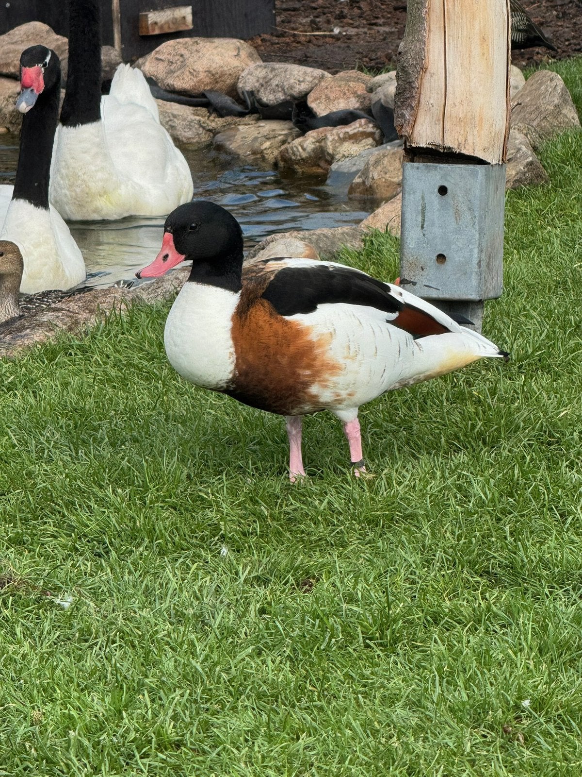 Bergeend jong, Dieren en Toebehoren, Pluimvee, Geslacht onbekend, Kip