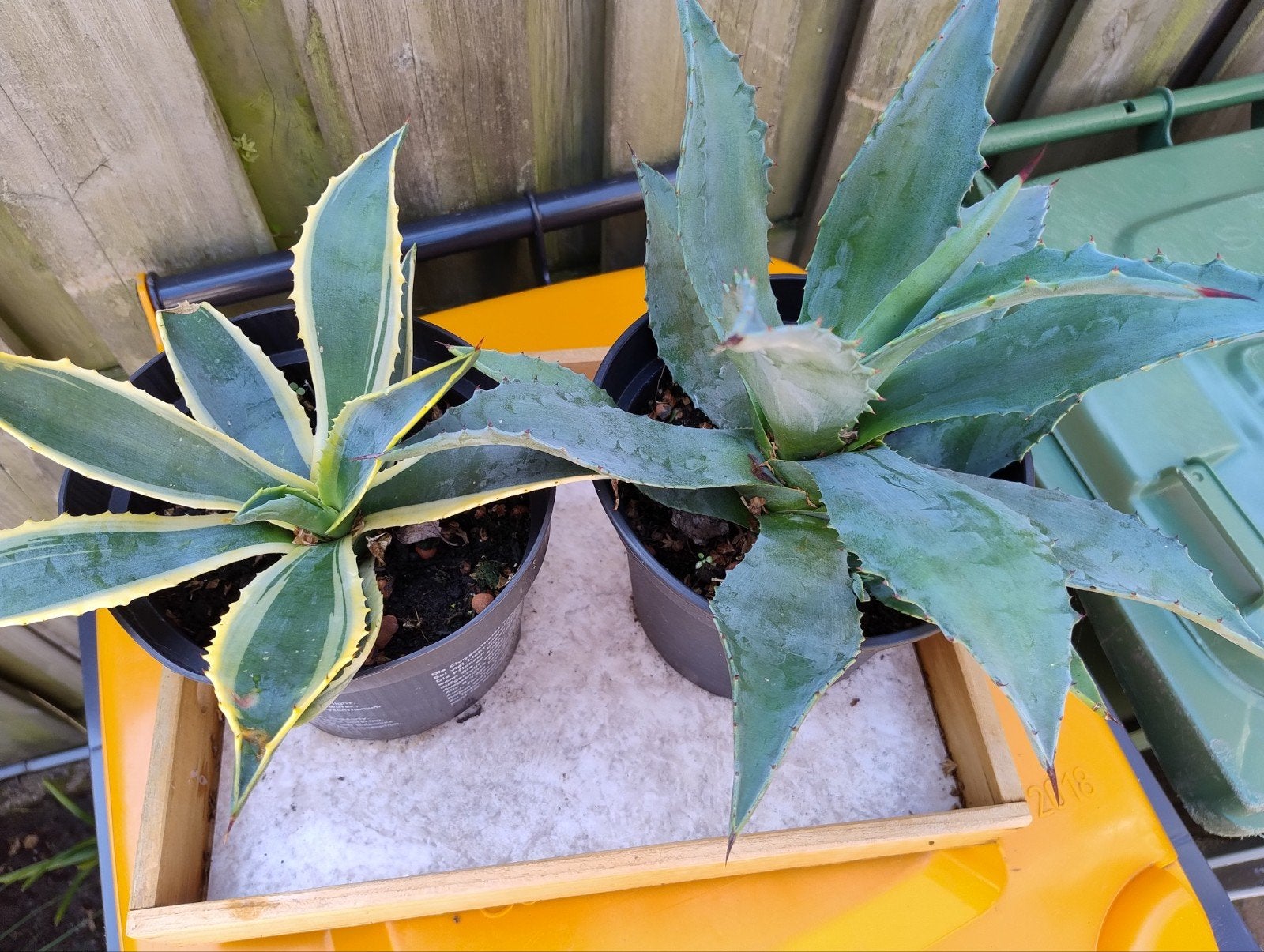 Groene en een Bonte Agave, Ophalen, Bloeit niet, Overige soorten, Volle zon