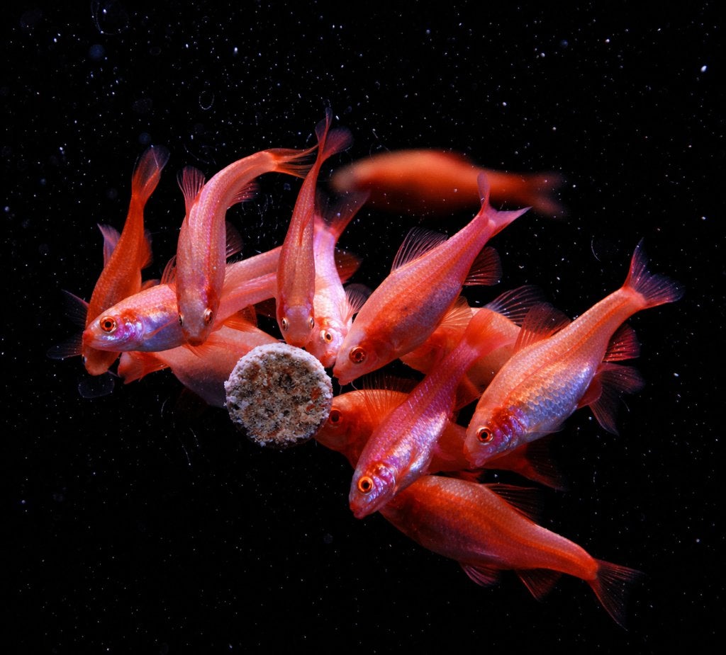 cherry barbeel albino, Vis, Zoetwatervis