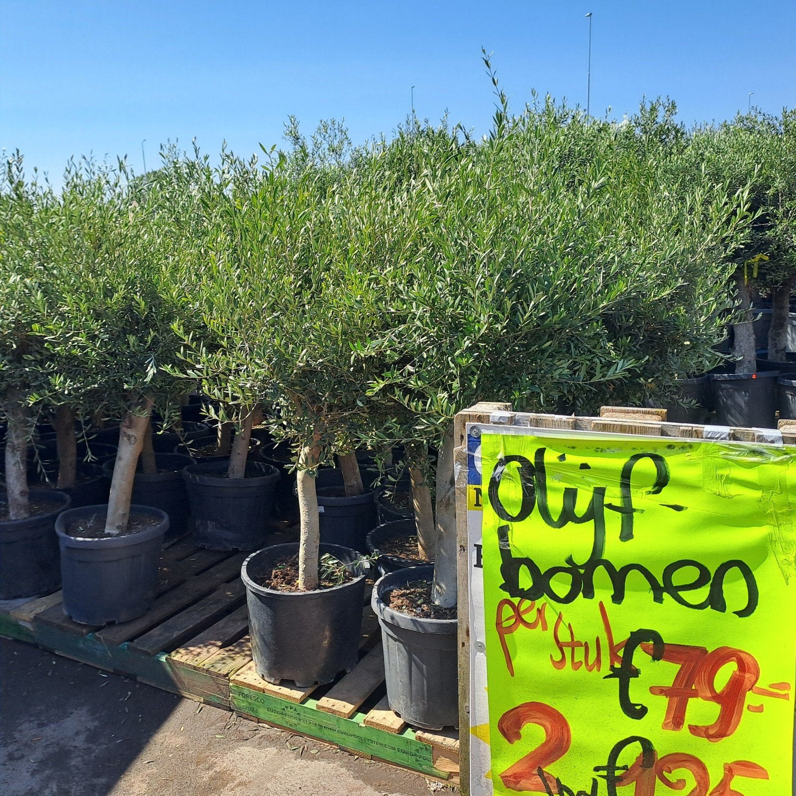 Olijfbomen aanbieding - 2 voor 125 euro!, 100 tot 250 cm, Olijfboom, Ophalen, Volle zon