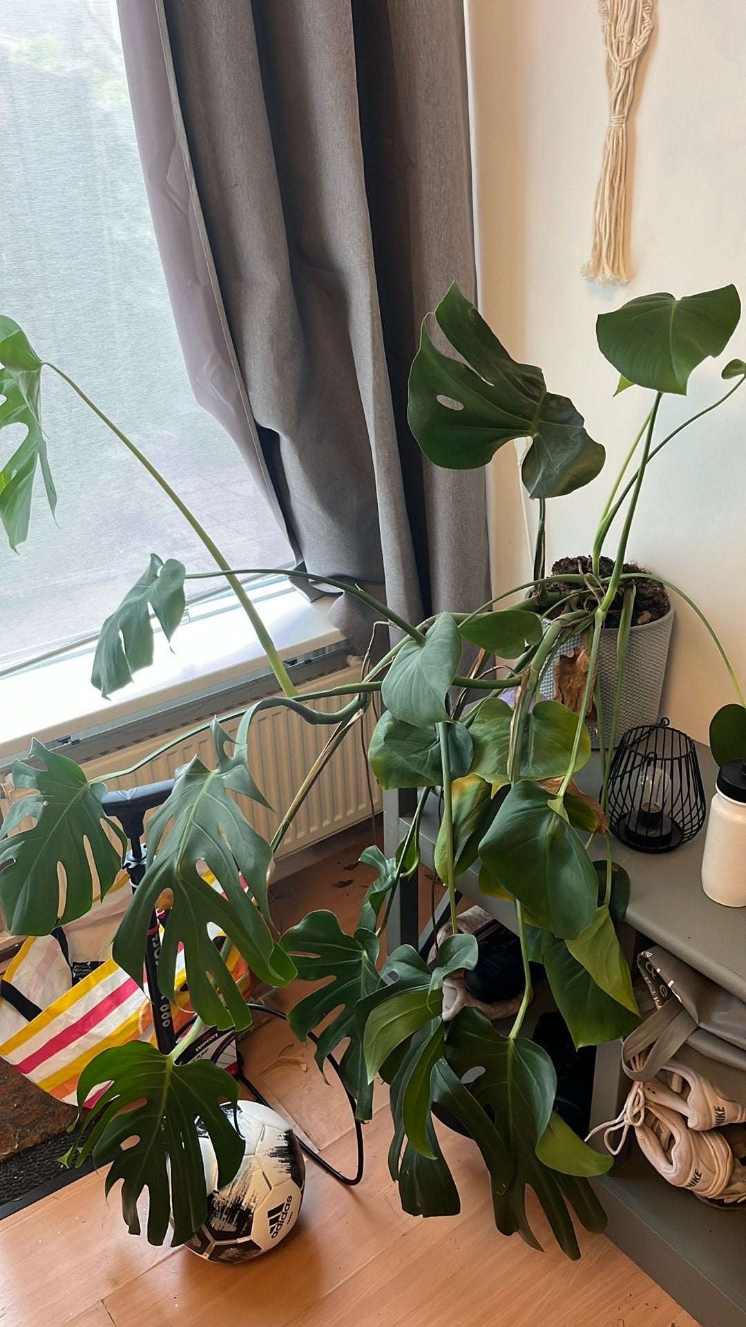 Monstera groot, Huis en Inrichting, Ophalen, 100 tot 150 cm