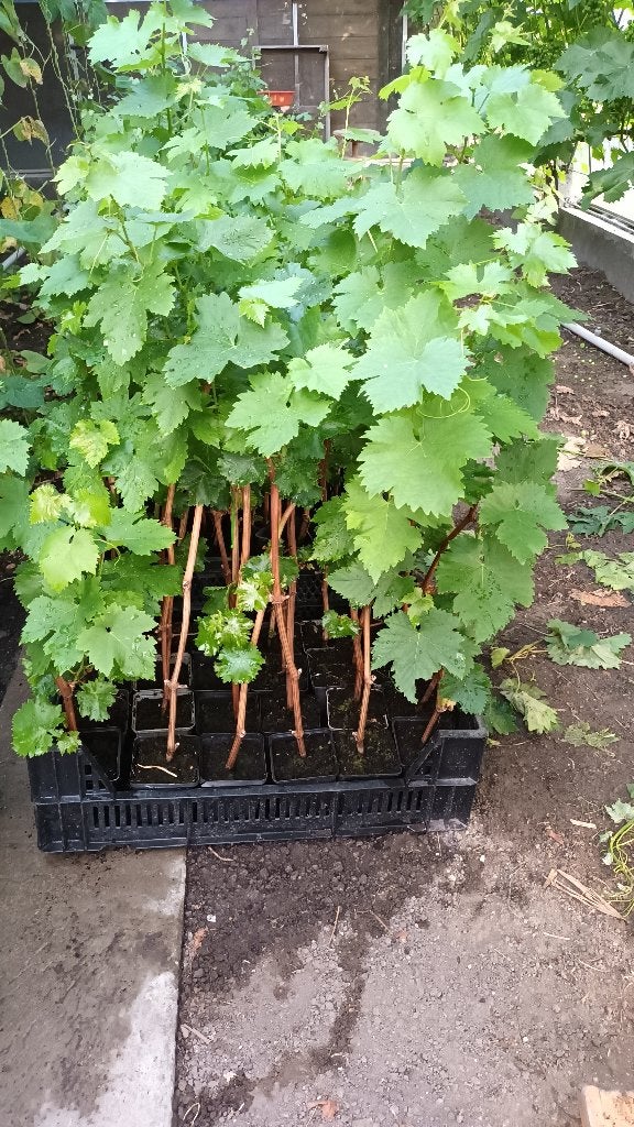 druiven planten frankenthaler siegerrebe seedling druiventak, Ophalen, Minder dan 100 cm, Overige soorten, In pot
