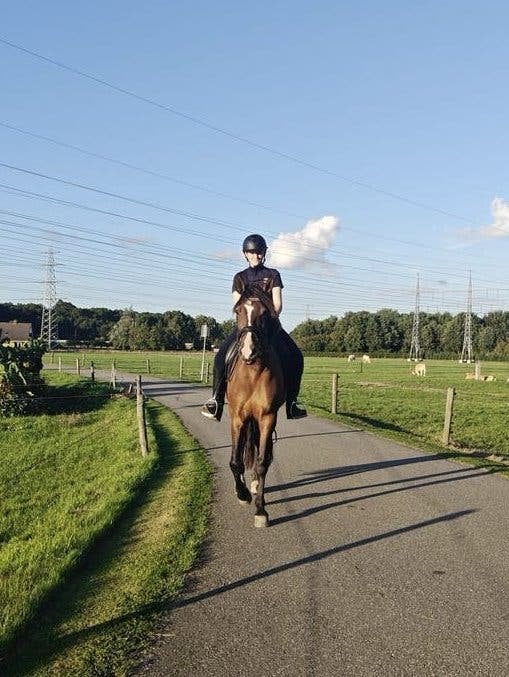 Bijrijder/verzorger aangeboden🤍🐴, Ophalen of Verzenden, Nieuw