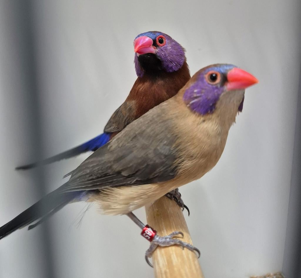 Leuke tropische vogels, pap amd , astrilde, nachtegaal, Meerdere dieren, Geringd