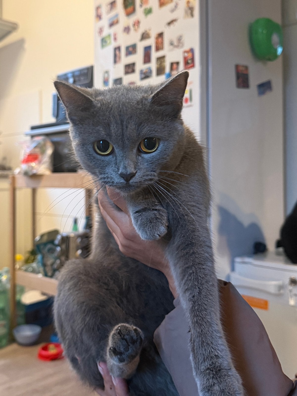 Britse korthaar poes van 2 jaar zoekt nieuw thuis, Poes, Gechipt, 0 tot 2 jaar