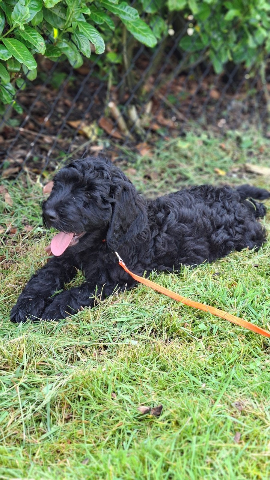 Labradoodle pups, Dieren en Toebehoren, Overige rassen, 8 tot 15 weken, Meerdere, Meerdere dieren