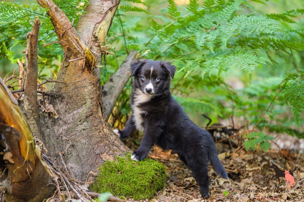 Australian shepherd mini pups, Dieren en Toebehoren, Parvo, 8 tot 15 weken, Meerdere, Meerdere dieren