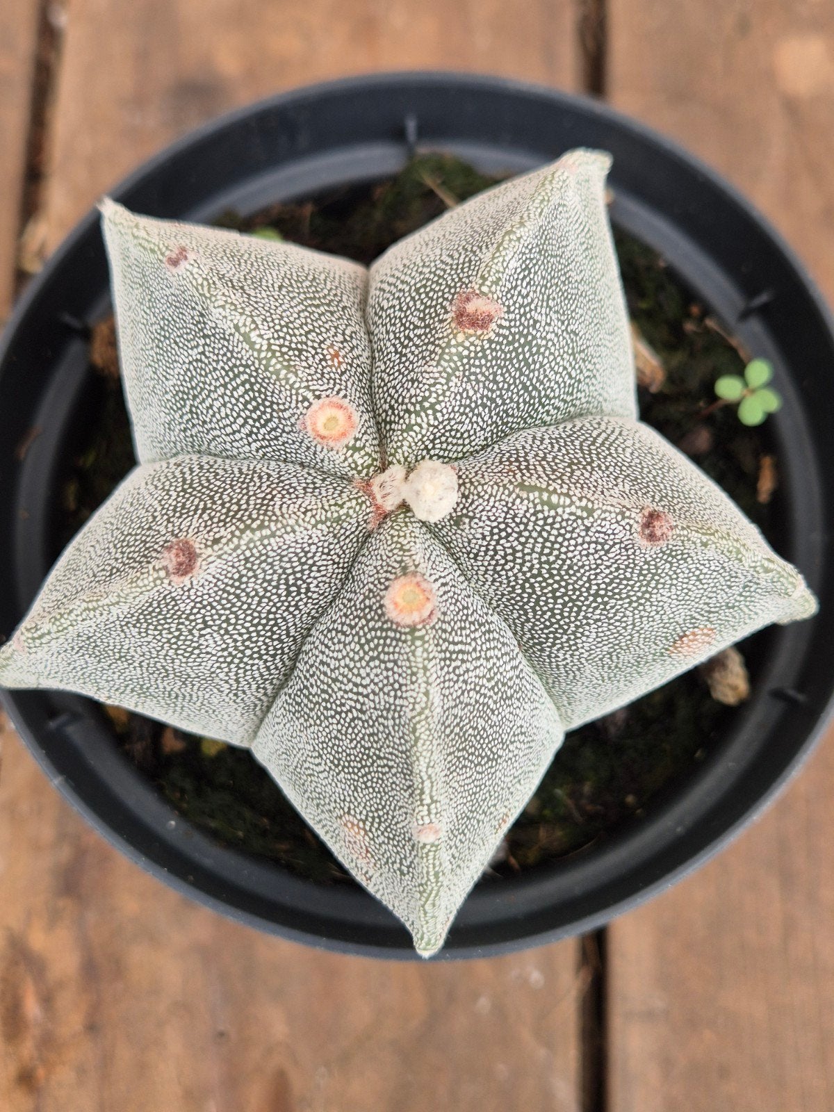Cactus Astrophytum Myriostigma p10 (1), Ophalen of Verzenden, Cactus, Volle zon, Minder dan 100 cm