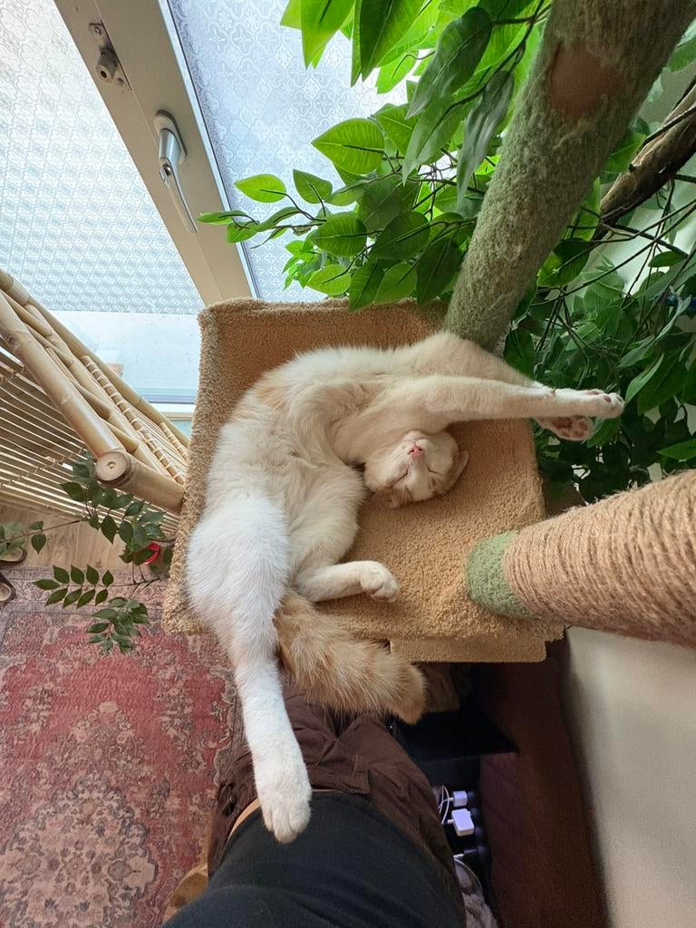 Nieuw huis voor jonge kater (rood/wit), Dieren en Toebehoren, Kater, Kortharig, 0 tot 2 jaar