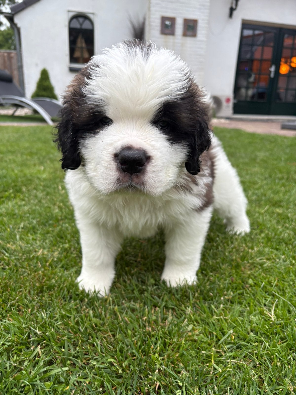 Sint Bernard langhaar stamboom REU, 8 tot 15 weken, Parvo, Eén hond, Nederland
