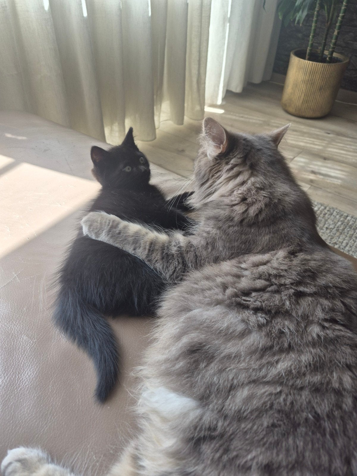 Zwart poesje mix Noorse Boskat, Poes, Ontwormd