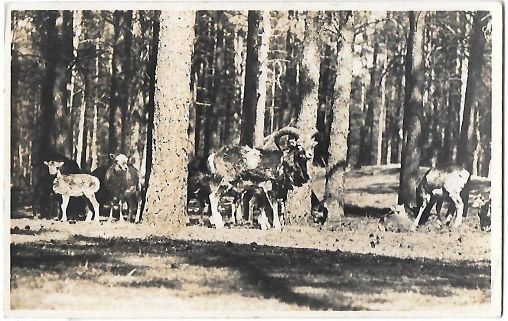 Hoenderloo Moufflons Oude Ongelopen Ansichtkaart (B611, Ophalen of Verzenden, 1960 tot 1980, Ongelopen