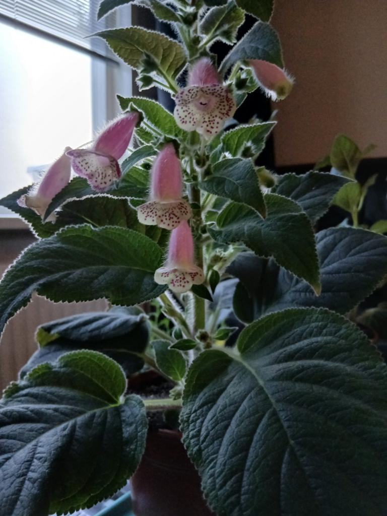 Kohleria HCY'S Jardin de Monet - Rhizoom, Ophalen of Verzenden