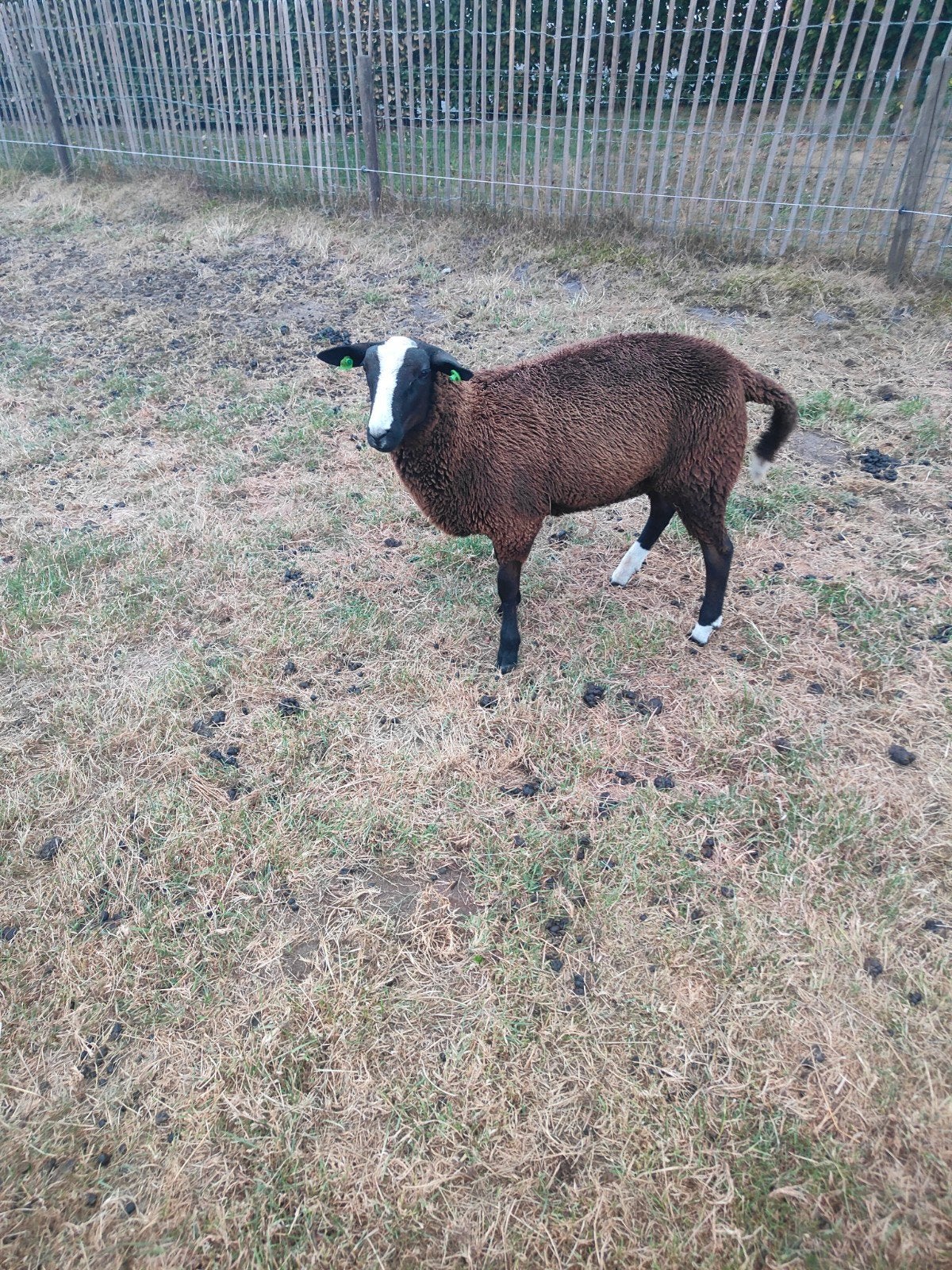 2 mooie rammen, Dieren en Toebehoren, Mannelijk, Schaap