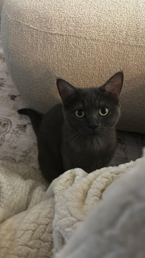 Britse Korthaar poesje (9 maanden), Poes, Ontwormd, 0 tot 2 jaar