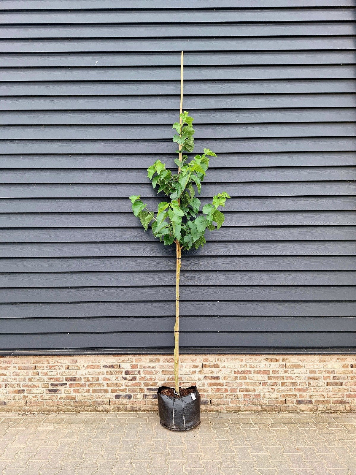 Morus nigra 🌳 zwarte moerbei🌳, Ophalen, Volle zon, Overige soorten
