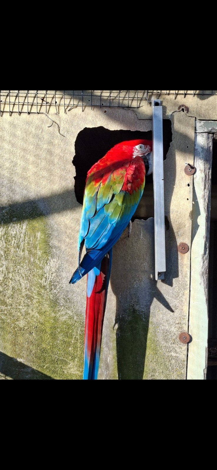groenvleugel ara, Vrouwelijk, Papegaai