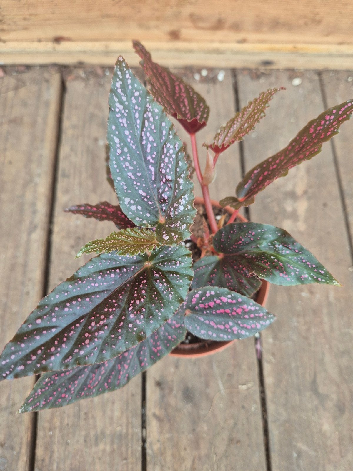 Begonia Pink Spot p8 (5), Huis en Inrichting, Ophalen of Verzenden, Halfschaduw, Minder dan 100 cm