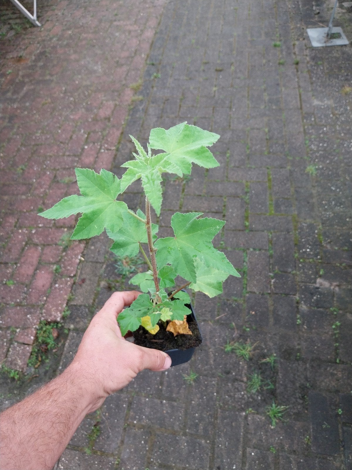Lavatera - Diverse soorten beschikbaar, Volle zon, Vaste plant, Zomer, Ophalen