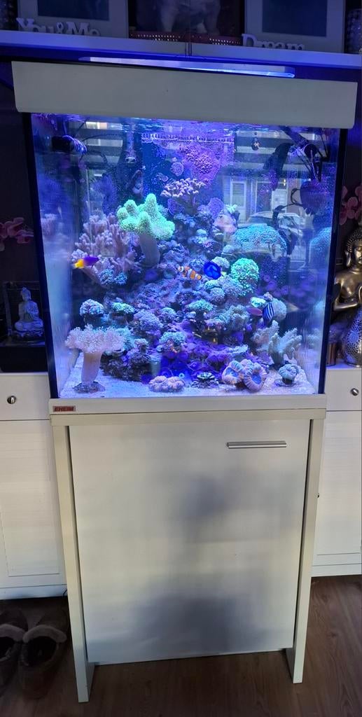 Zeeaquarium Compleet met alles, Dieren en Toebehoren, Ophalen, Gevuld zeewateraquarium