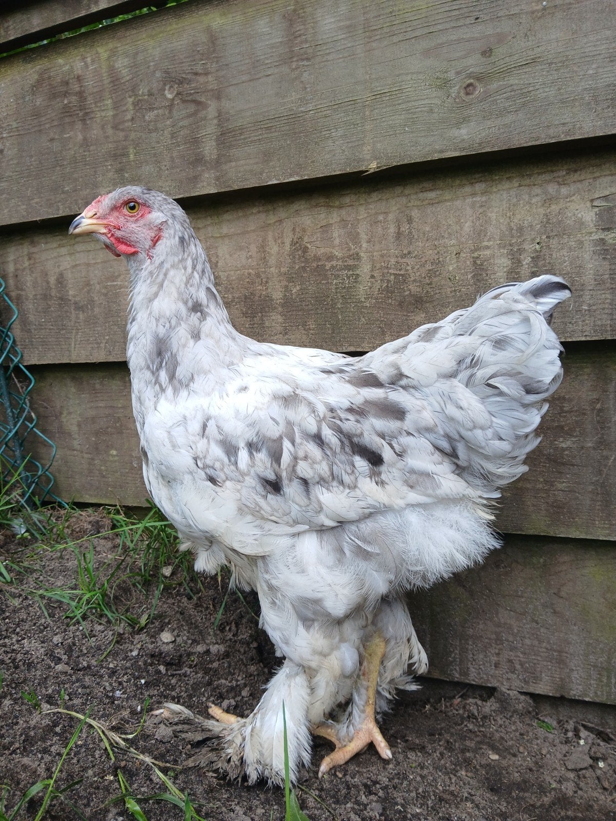 Mooie jonge splash brahma haan, Dieren en Toebehoren, Pluimvee, Mannelijk, Kip