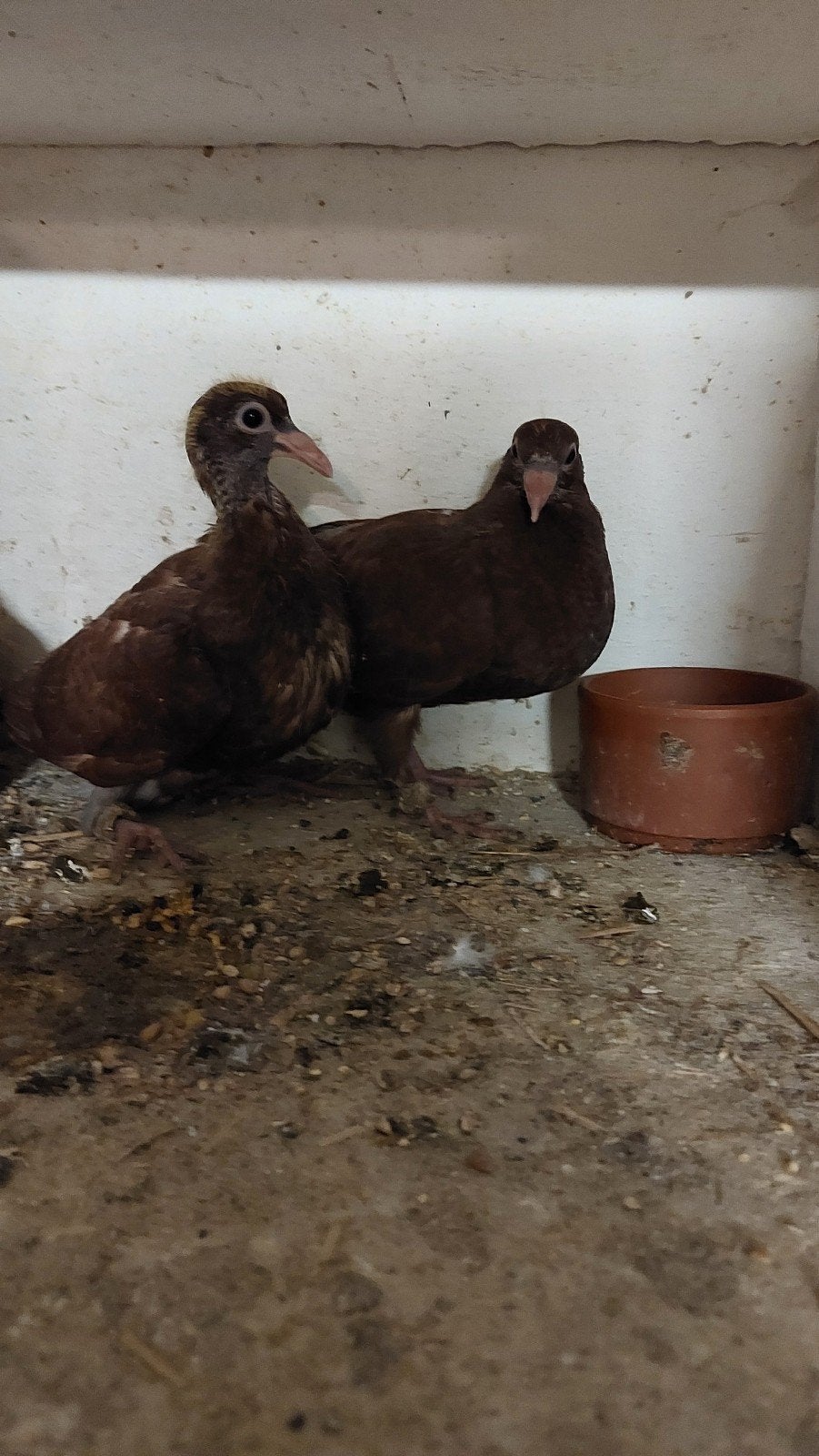 Twee jonge choco duiven, Meerdere dieren, Postduif