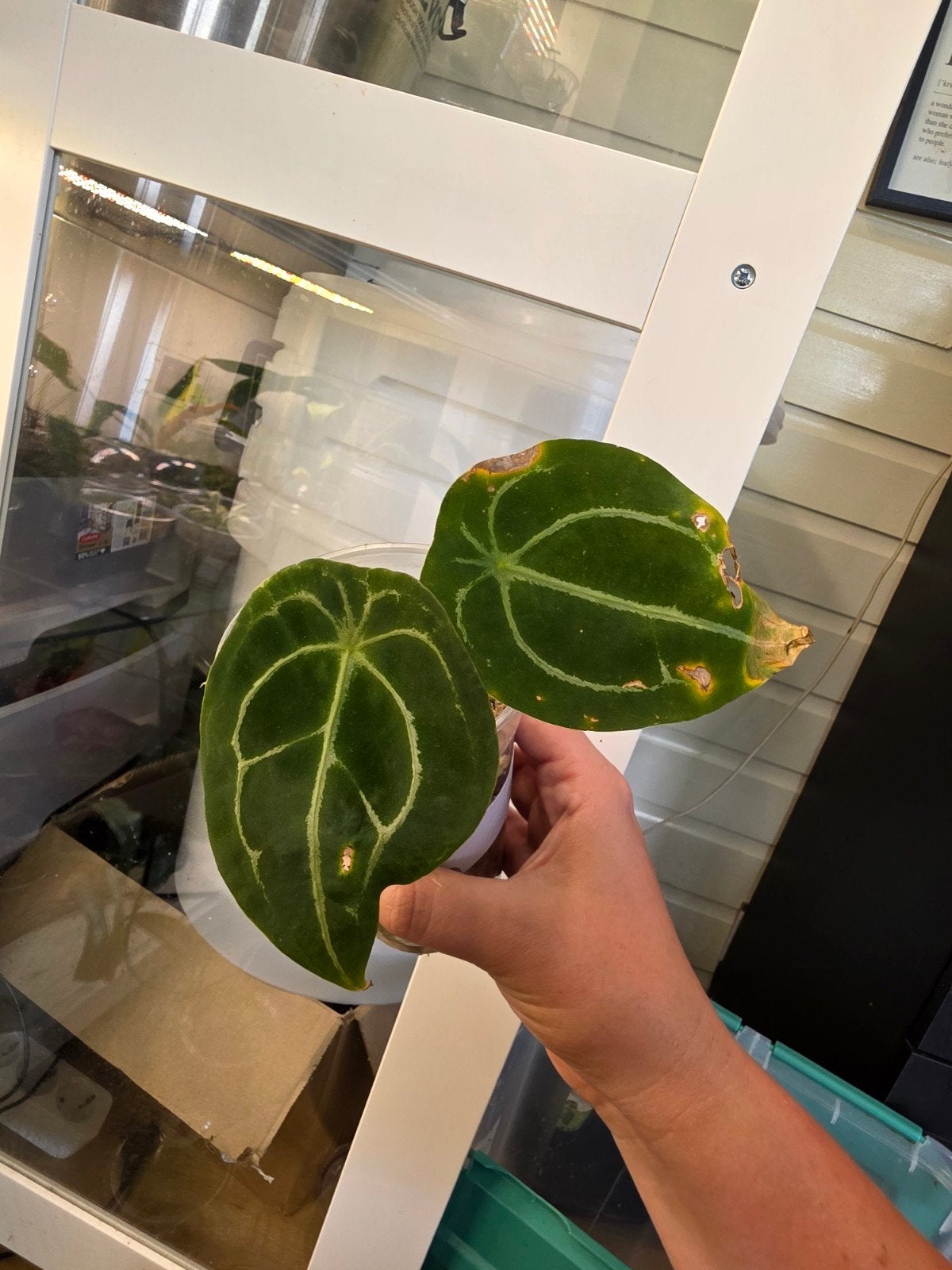 Anthurium forgetti, Ophalen of Verzenden, Halfschaduw, Minder dan 100 cm