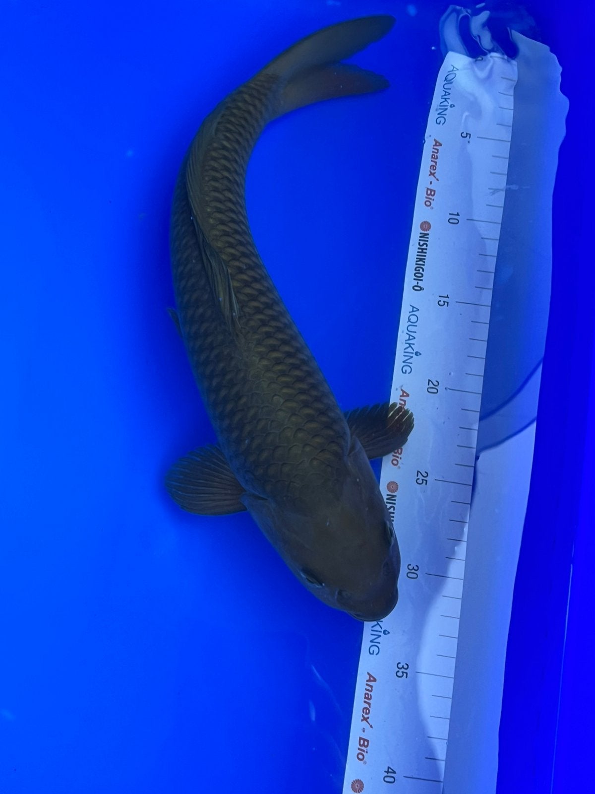 Chagoi, Karper of Koi