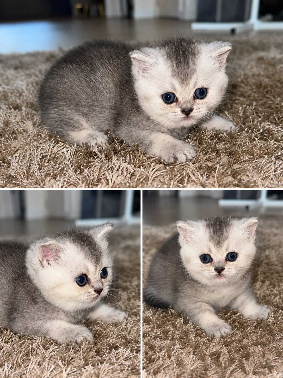 Prachtige Britse korthaar kitten kater, Dieren en Toebehoren, Meerdere dieren