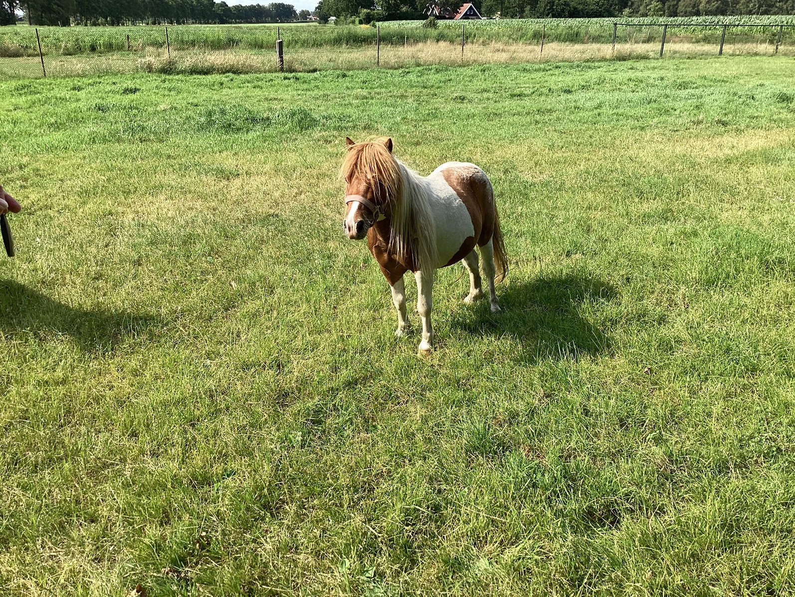 Hengst, Dieren en Toebehoren, Hengst, A pony (tot 1.17m), 0 tot 2 jaar