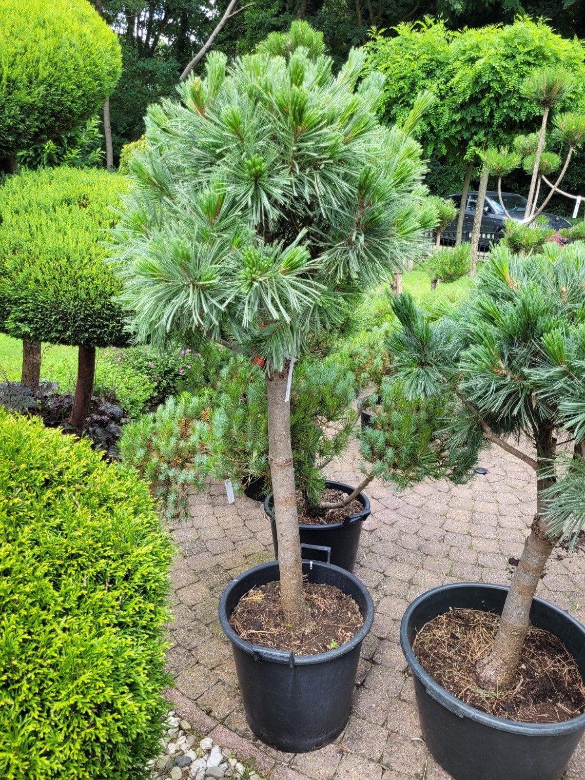 Pinus van de Wolf Pyramide op Stam - Unieke Dwergden, Ophalen, Overige soorten, Volle zon