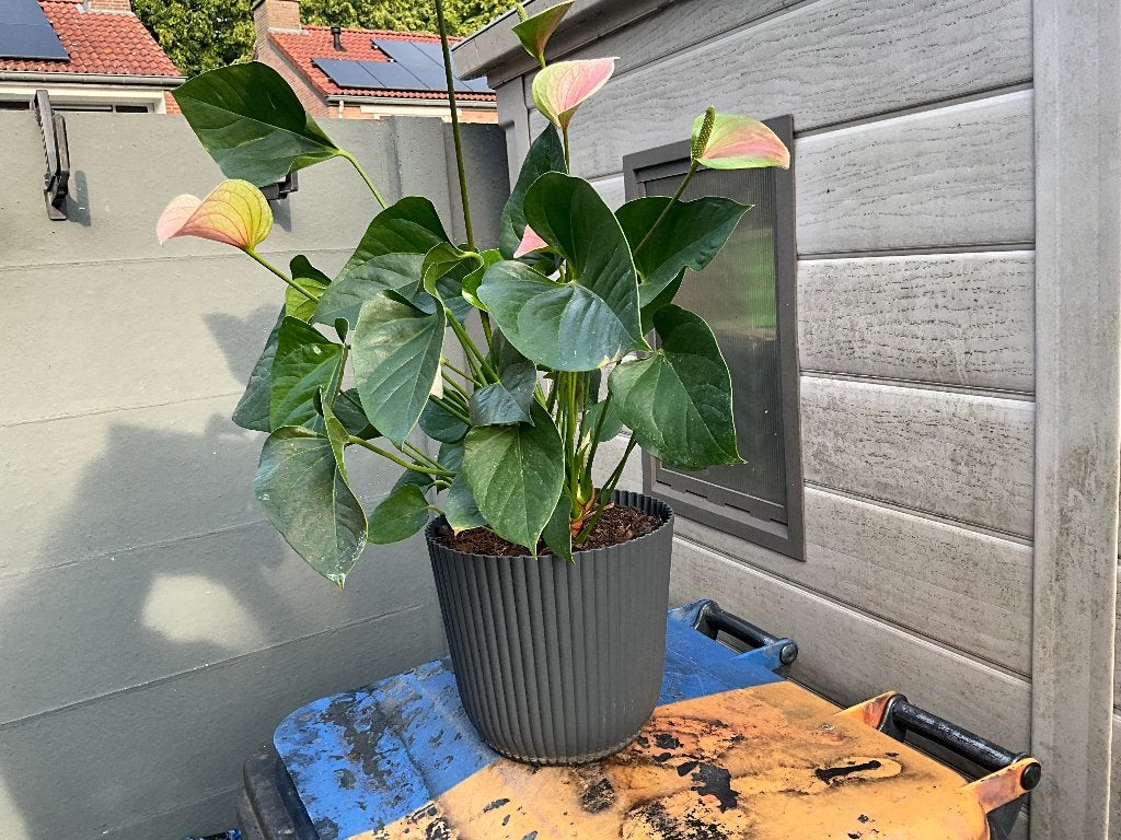 Flamingo plant, Halfschaduw, Overige soorten, Minder dan 100 cm, Zomer