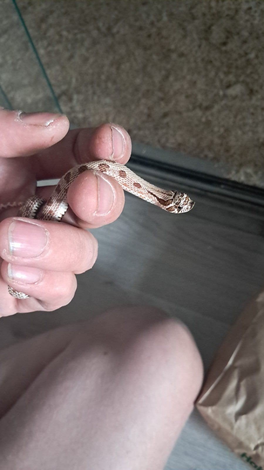 haakneus met terrarium en reserve lamp Hognose Snake photo 3