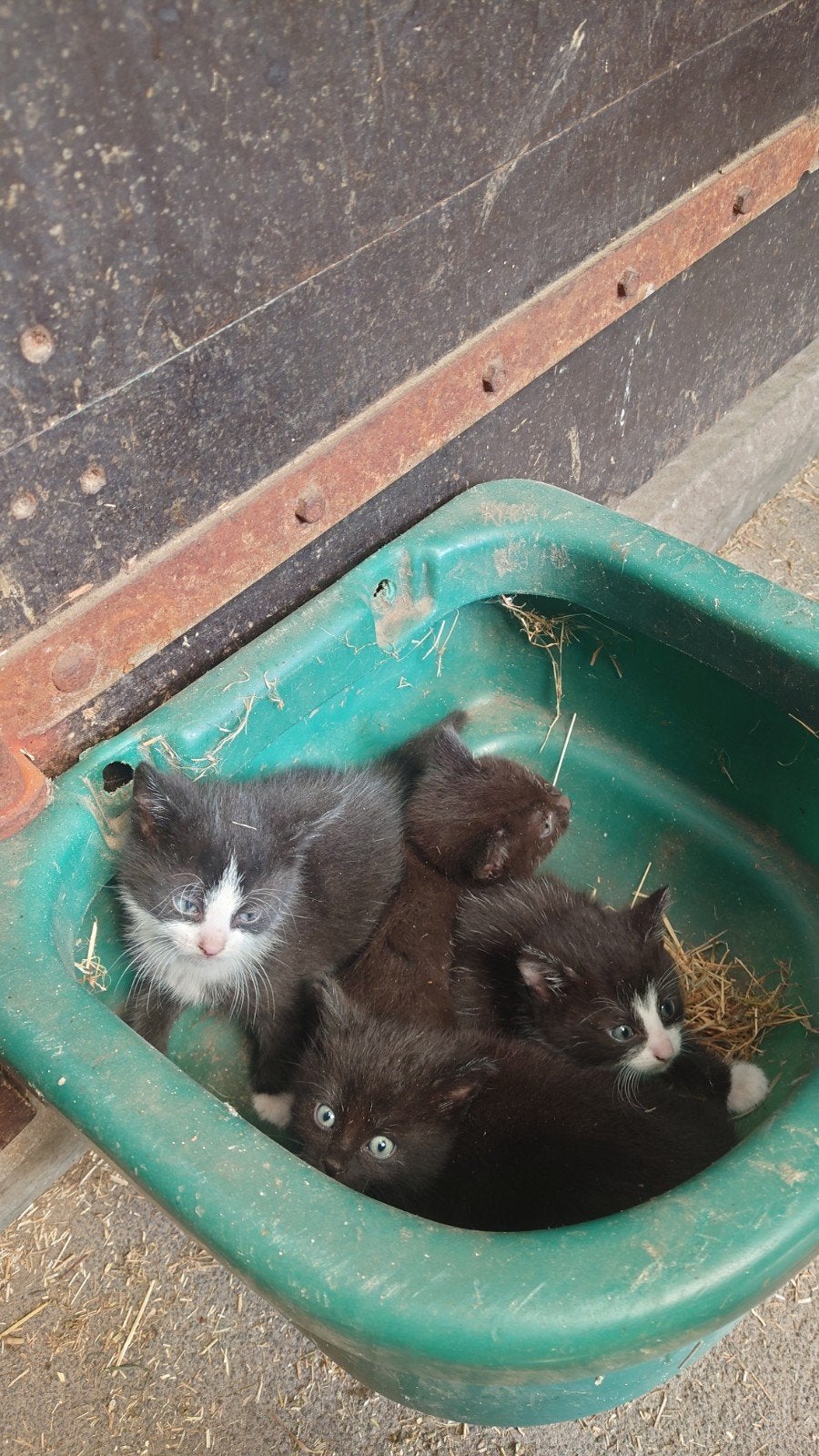 4 lieve zwart(-witte) boerderij katjes, Poes, Kortharig, 0 tot 2 jaar