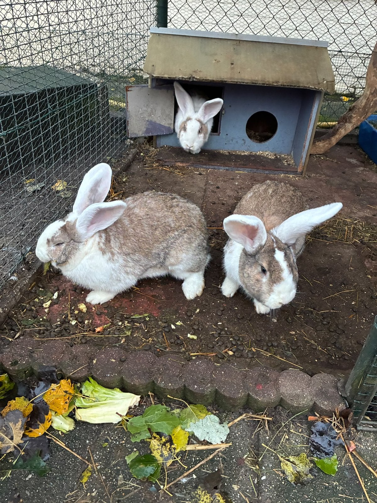 Vlaamse reus, ram (3 stuks), Dieren en Toebehoren, Mannelijk, Groot, 0 tot 2 jaar