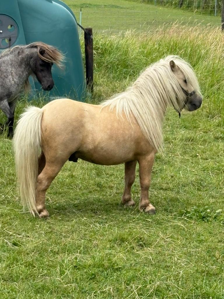 Staat ter dekking mooie kleine palomino mini hengst 75cm, Dieren en Toebehoren, Hengst