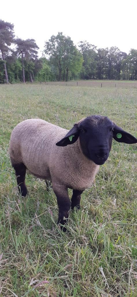 Schapen, Vrouwelijk, Schaap